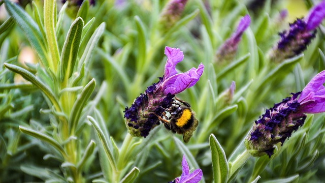 How to prune spanish lavender